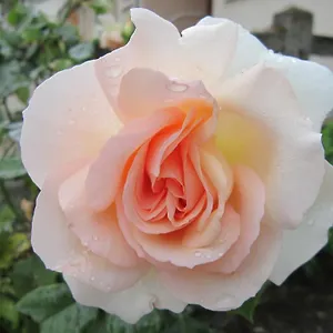 Margotine D'hotes Bellerive-sur-Allier